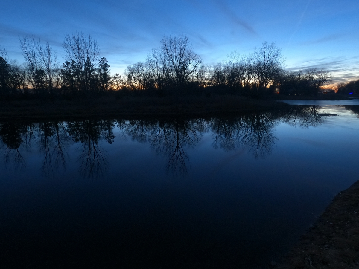 Trees Above a Looking Glass Lake
